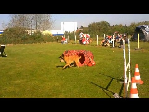 concours Agility Brest 2 octobre 2011 damien et djuna