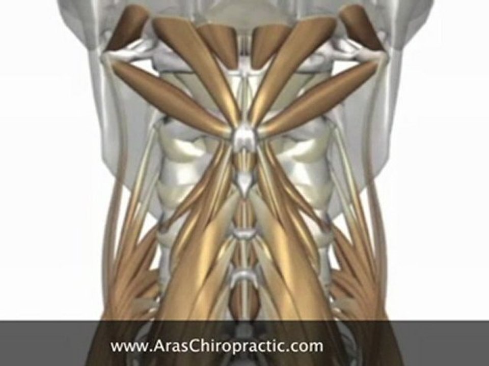 Singapore Chiropractic-Neck Pain Anatomy