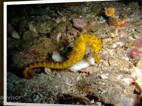 Merlin Divers Phuket - Scuba Diving Thailand