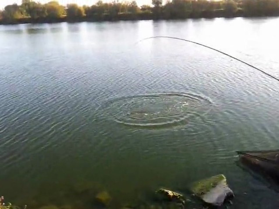 Pêche de la carpe