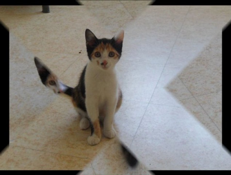 Cassandra et Princesse le 30 09 2011