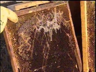 Profilaxis en Apicultura. MAPA febrero 2007