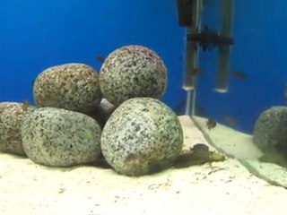 F-0 RED RAİNBOW Kantalanba yavruları