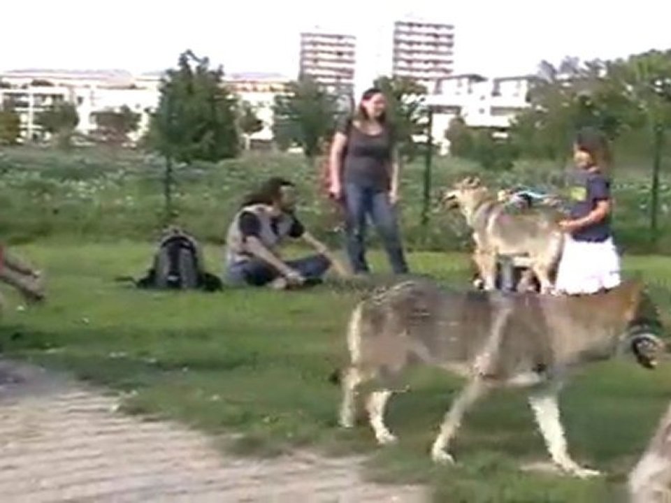 Meute dans l'enclos 2