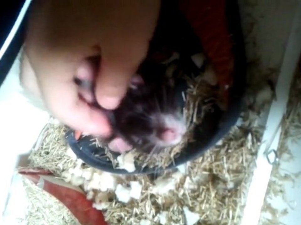 gros-cochon, trop stress...