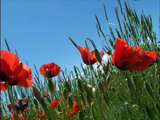 DAVUT ŞAHİN(ELİ BIÇAKLI GELİN)