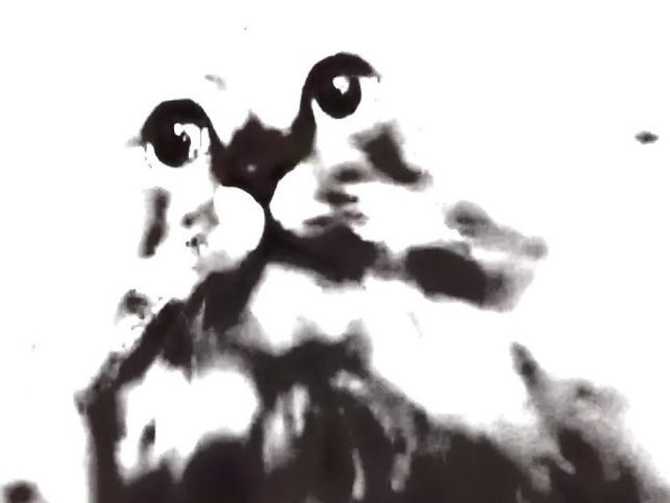 NONONDYLAN