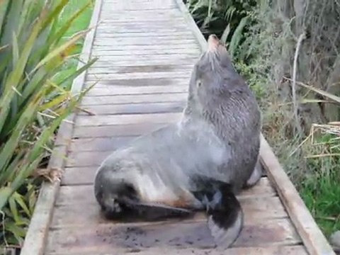 Otaries de Kaikoura2