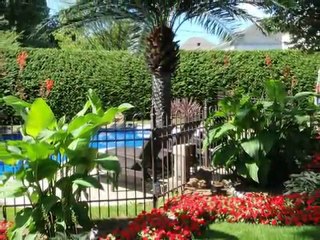 Palmier artificiel et chute pour piscine