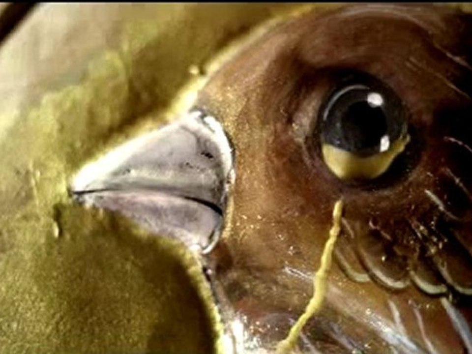 Anadolu Sigorta - Bir Usta Bin Usta