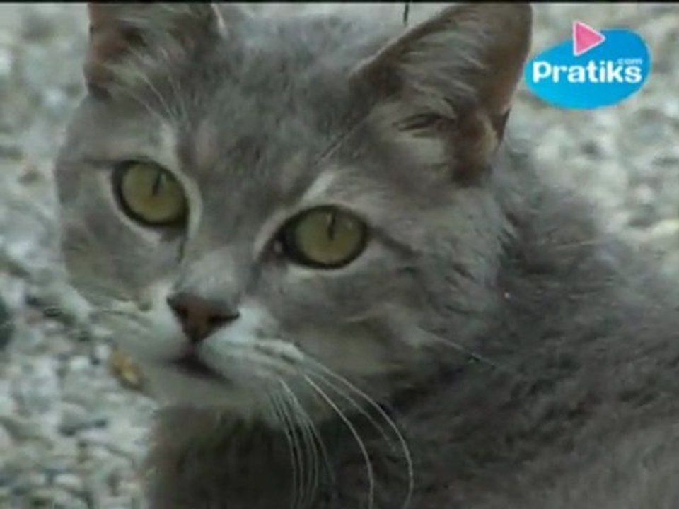 Comment brosser les poils d’un chat ?