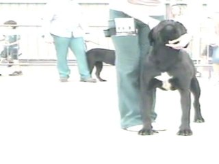 RE Cane Corso Avignon 2011 Fangorn Des Légendes de Zazelle