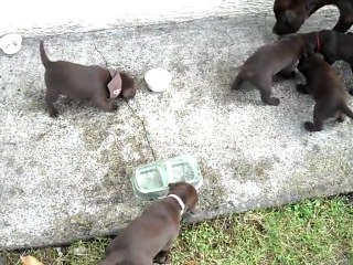 repas du 7 octobre - on lèche les gamelles