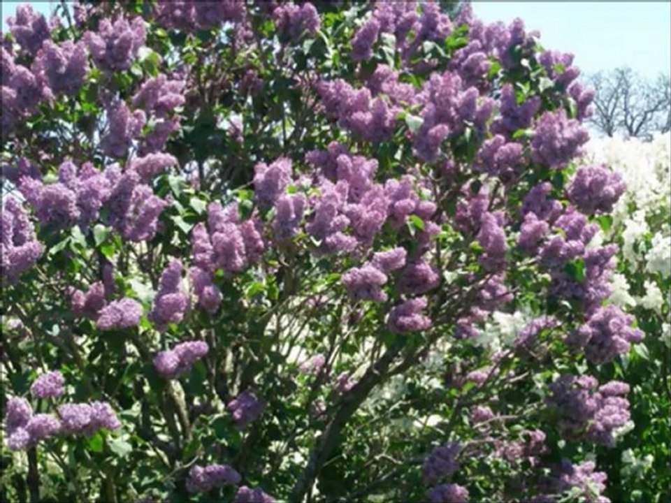 2011 Rochester NY Lilac Festival by Andre Leite Alves Pittsford NY