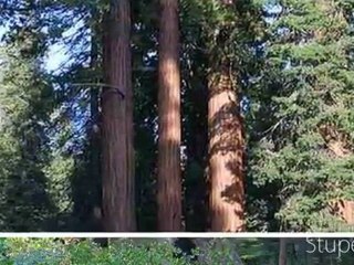 ACADEMIE de MUSIQUE PICTURES - Night Forest 2 - The Jean-Luc Pouchet Collection (2011)