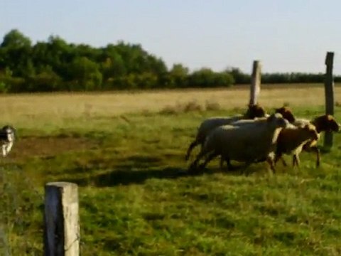 Dixie concours troupeau spé border Classe 2 Chitenay le 02/10/2011