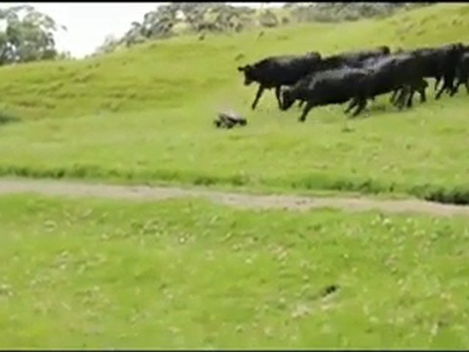 Uzaktan Kumandalı Araba İnekleri Peşine Takarsa - Www.guLsea.com