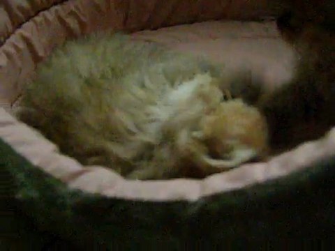 golden angel et grissom, bb persan golden shaded