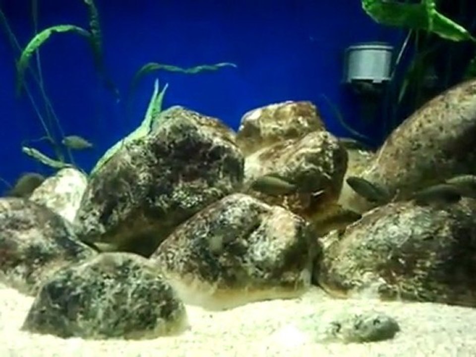 Damızlık altı ilangilerim