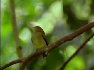 TROKTIKO2 - Το πουλί που κάνει Moonwalk