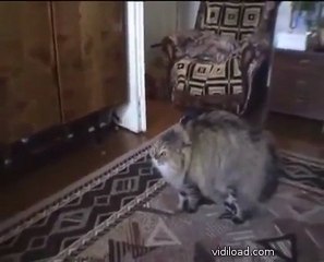 chat qui dit non!