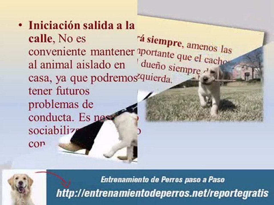 Técnicas de Entrenamiento Canino para Cachorros