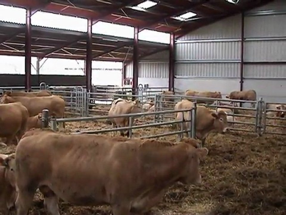 batiment-bovins-viande