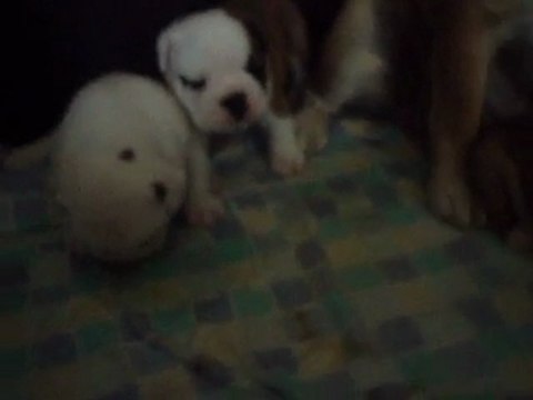 mes bébé bulldog anglais
