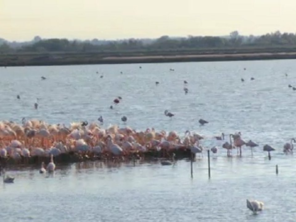 TVSuisse_camargueenchantee_extrait2