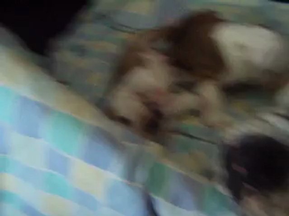 bébé bulldog a reserver