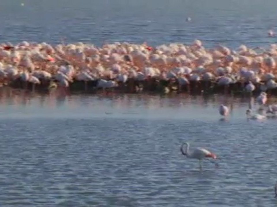 TVSuisse_camargueenchantee_extrait2