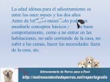 Manual de Entrenamiento Canino y Adiestramiento de Perros
