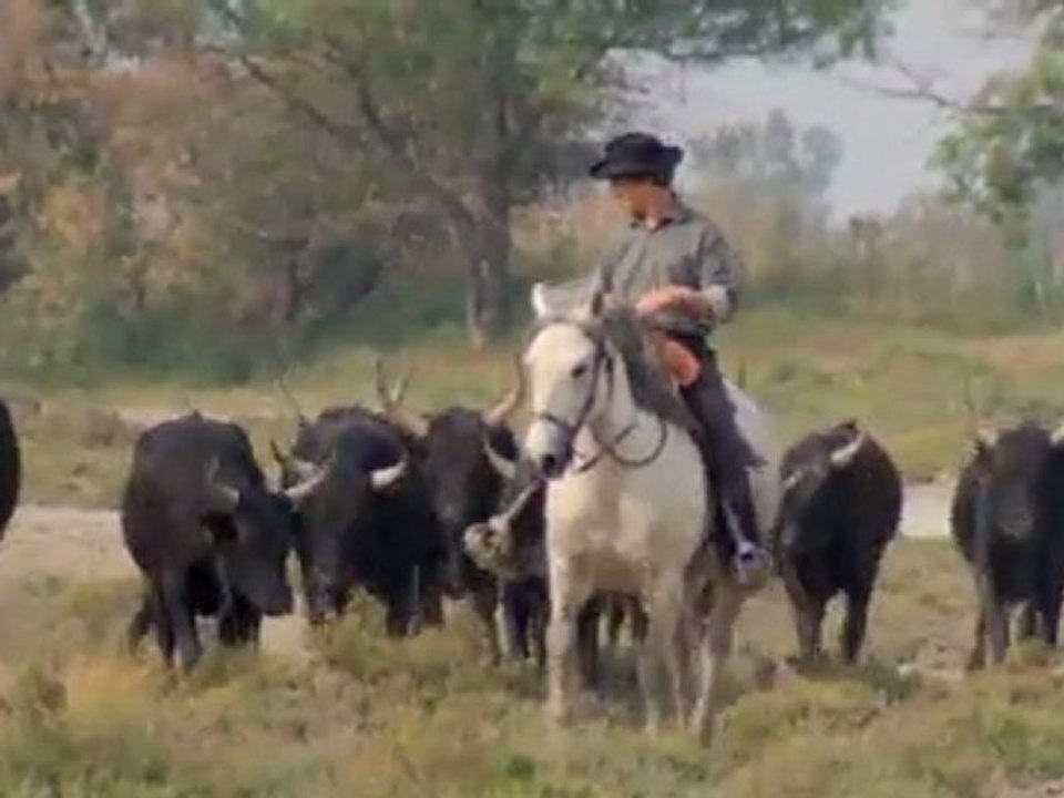 TVSuisse_camargueenchantee_extrait3