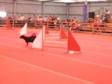 Dolce jump avignon 11 agility