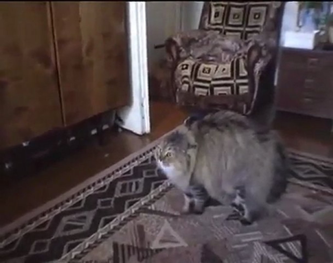 Le Chat Qui Dit Non Video Dailymotion