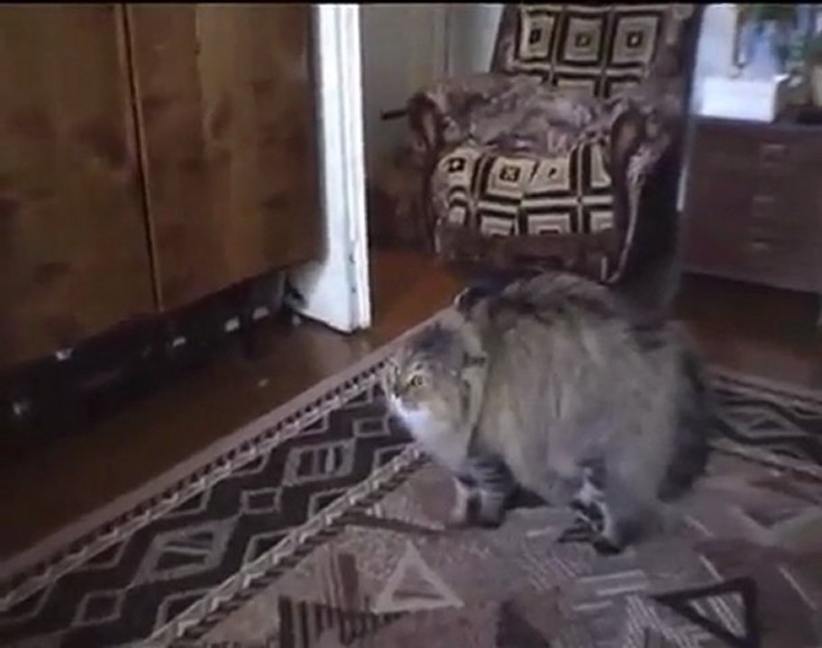 Le chat qui dit non