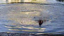 Ныряющие питы часть2 /Diving Pitt Bull рart 2/