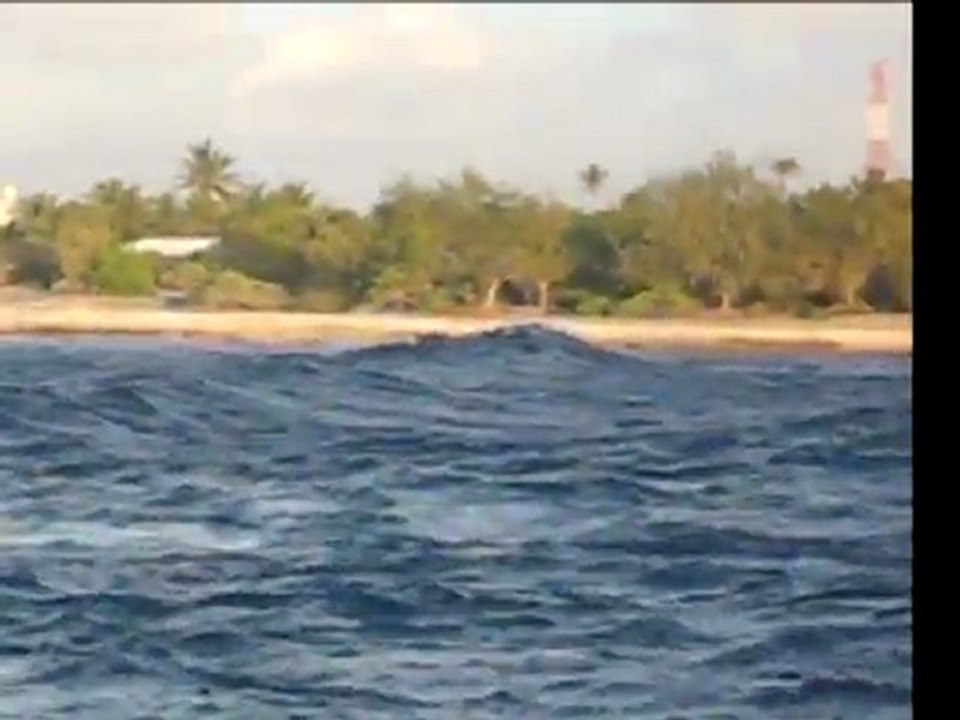 dauphins tiputa_1Mb