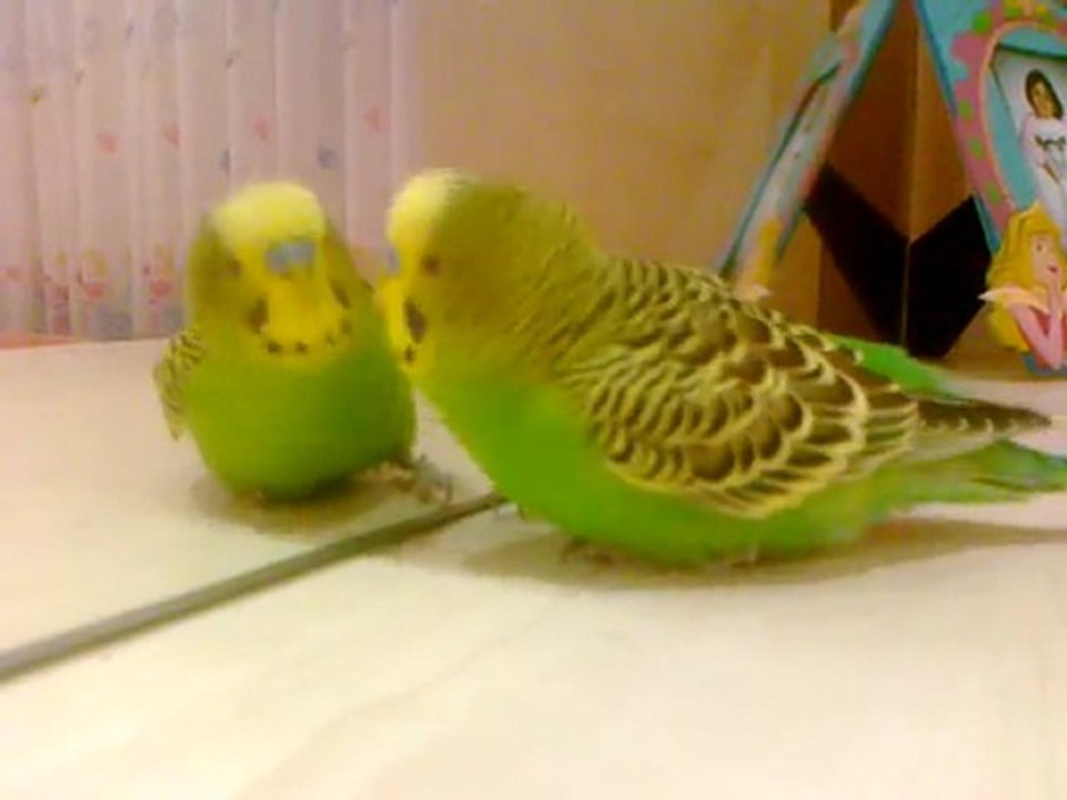 konuşan kuş canım benim kuşum benimm