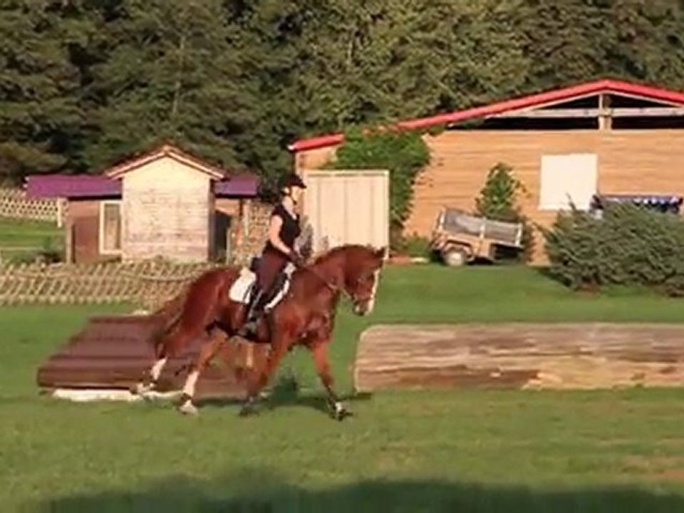 Vielseitigkeit Training in Seelitz