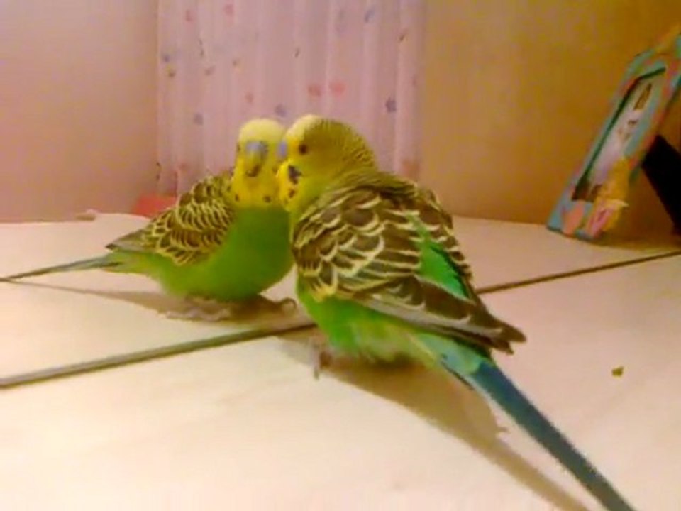 konuşan muhabbet kuşum :)