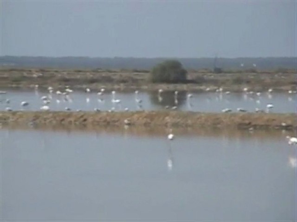 Paraje Natural Marismas Río Odiel - Playas Huelva
