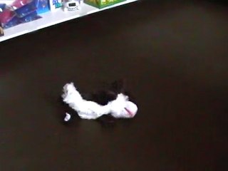 Le chien fou hurlant