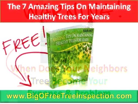 Charlottesville Stump Grinding|FREE Tree Hazard Inspection