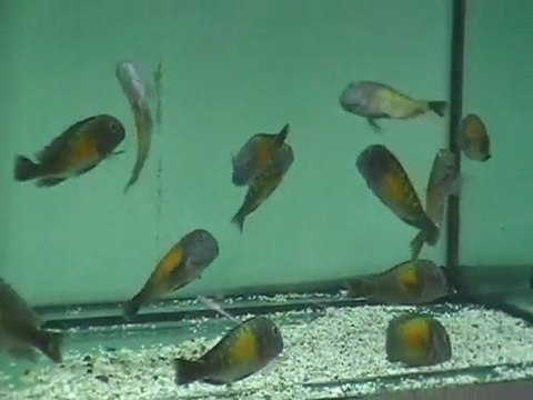 F0 TROPHEUS KASAKALAWE deepseapetcenter.com