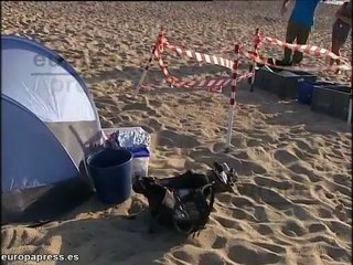 Aparecen 120 tortugas en la playa de Malgrat