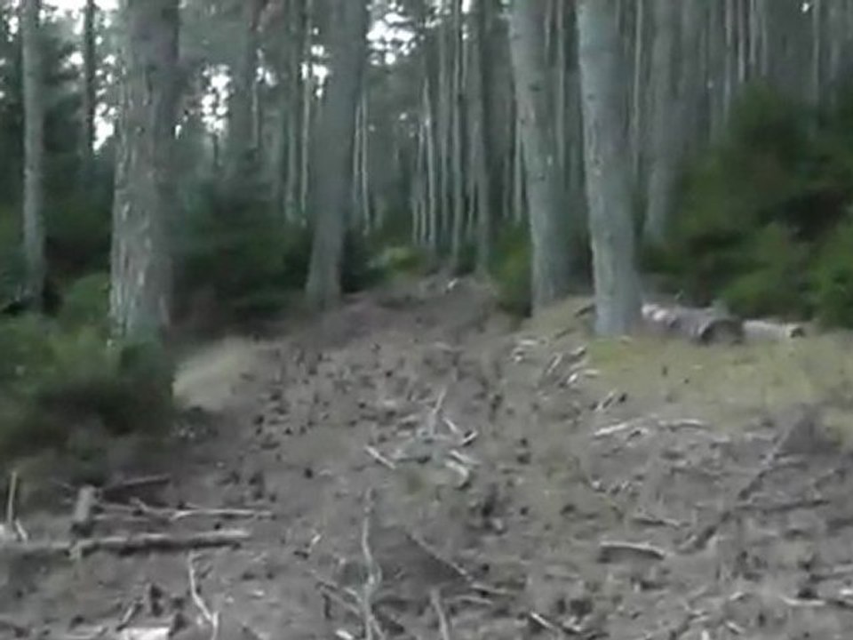 Sortie du 5/10/2011 8 chiens lachés nouvelle caméra testée !!