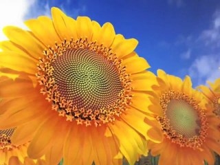 la séquence de Fibonacci et nombre d'Or