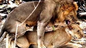 NG | Hayvanların Cinsel Yaşamı: Maço Erkekler