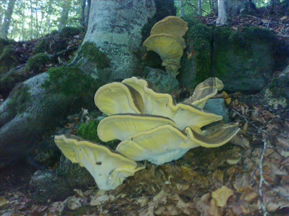 Pique- nique, balade et découverte.